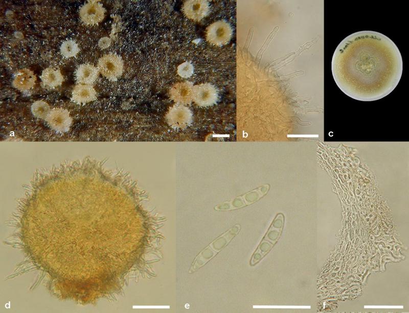 macrostoma