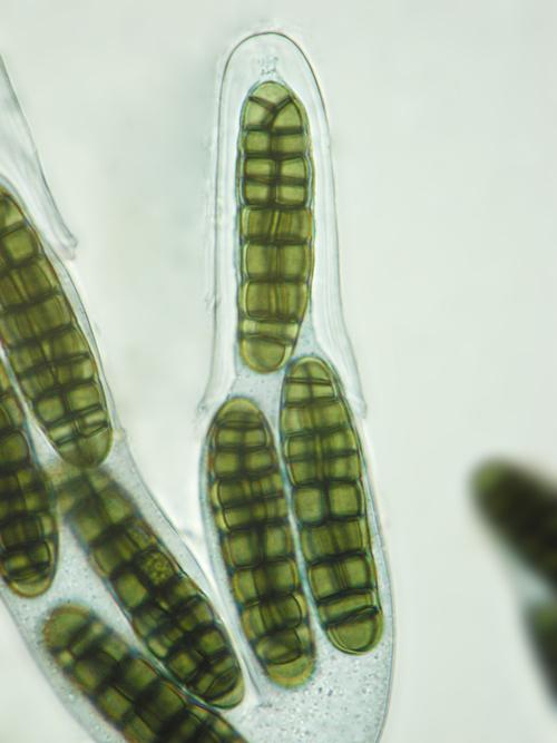 macrostoma
