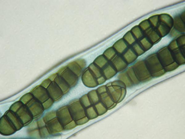macrostoma