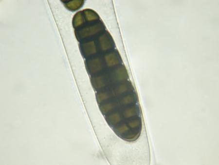 macrostoma
