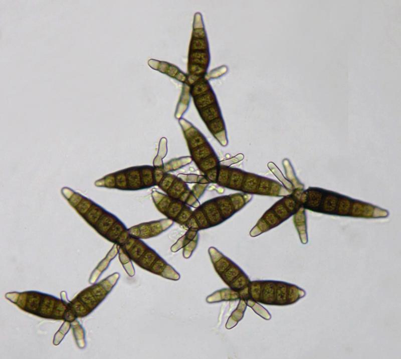 macrostoma