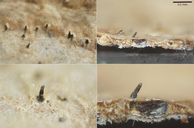 macrostoma