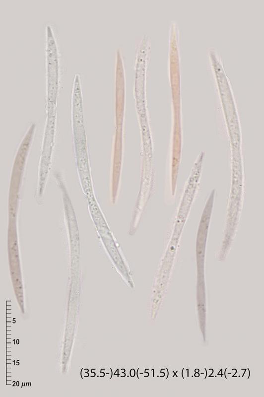 macrostoma