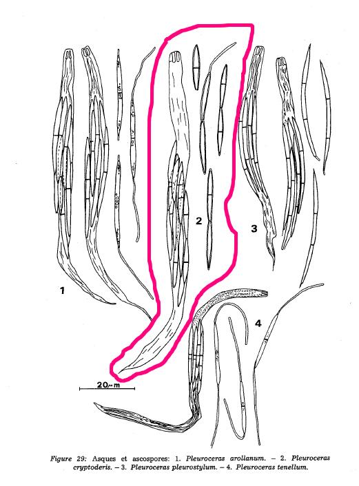 macrostoma