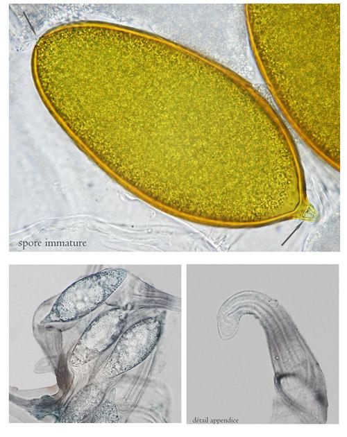 macrostoma