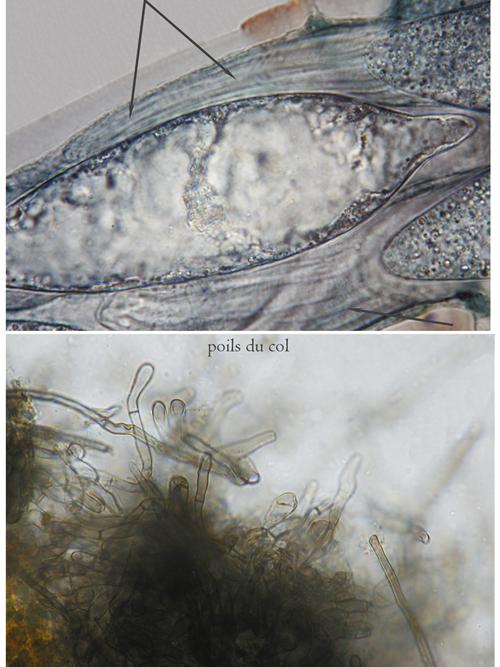 macrostoma