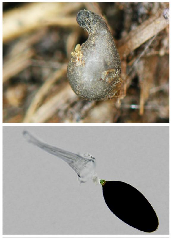 macrostoma