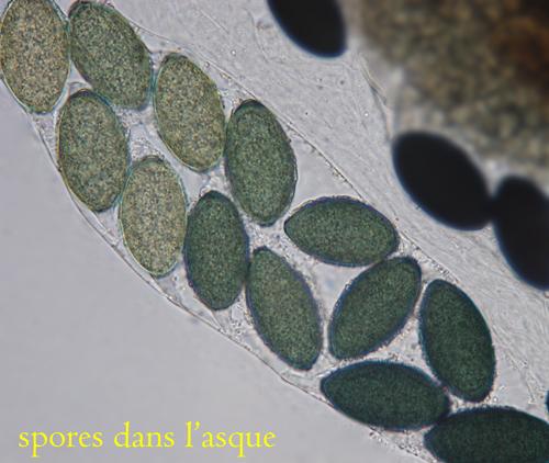 macrostoma