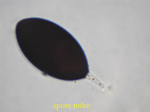 macrostoma