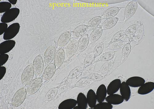 macrostoma