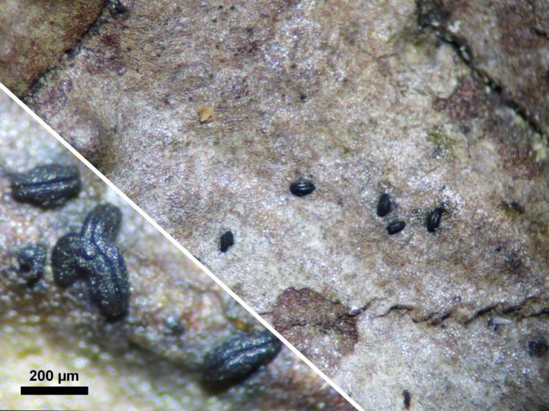 macrostoma