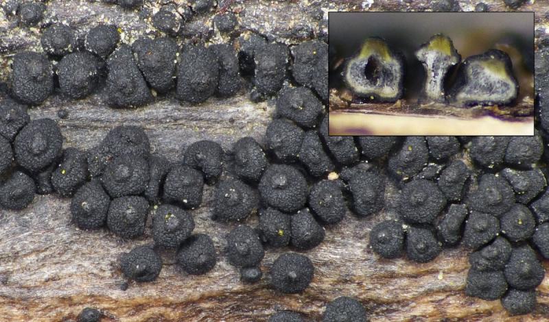 macrostoma