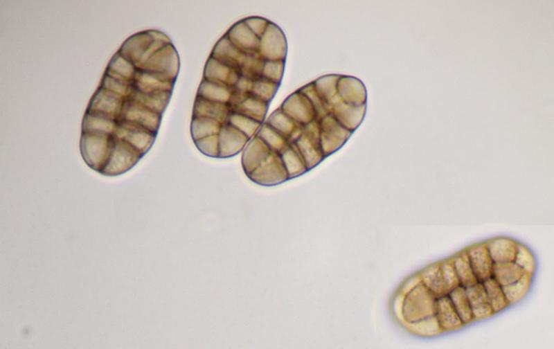 macrostoma