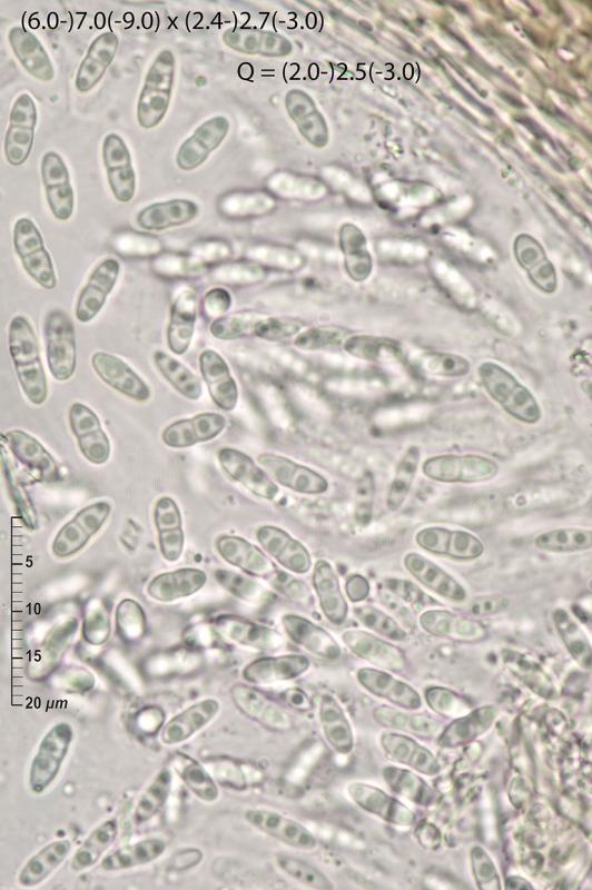 macrostoma