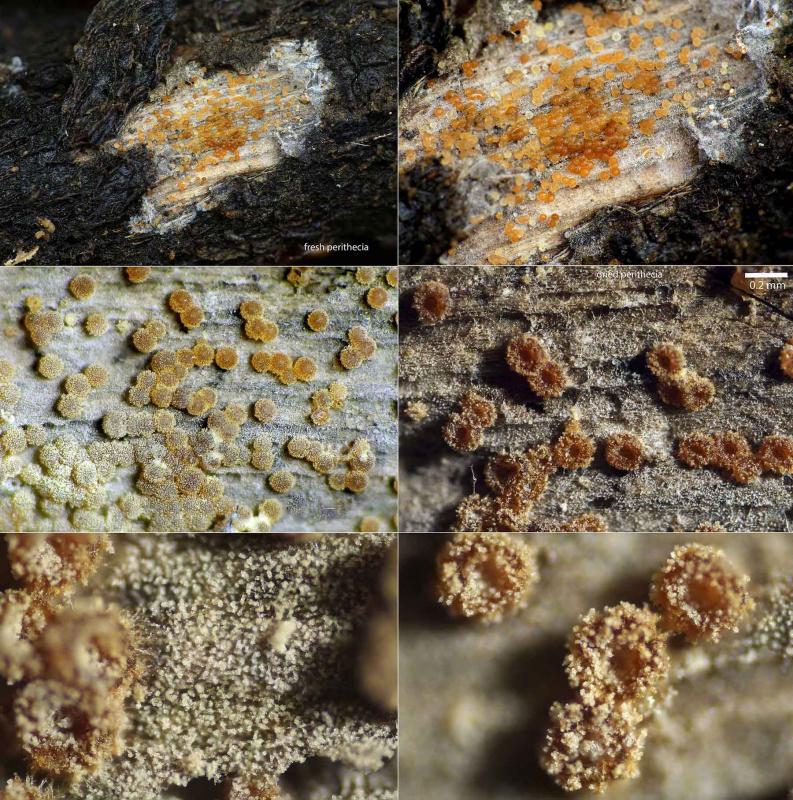 macrostoma