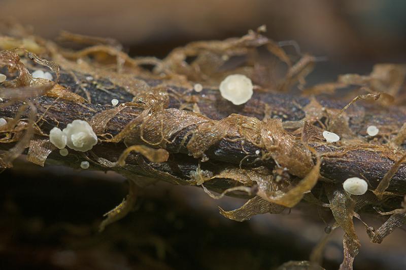 macrostoma