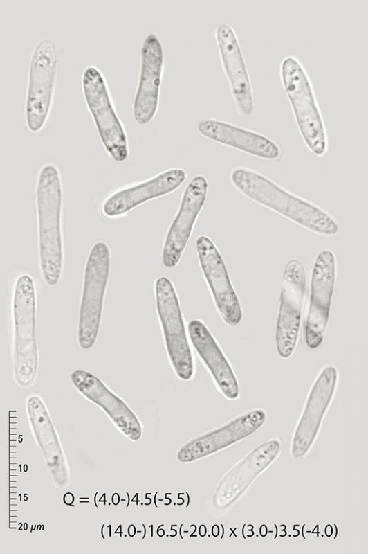 macrostoma