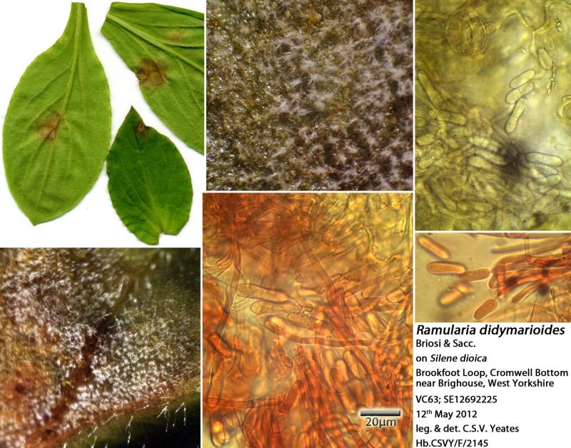 macrostoma