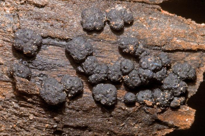 macrostoma