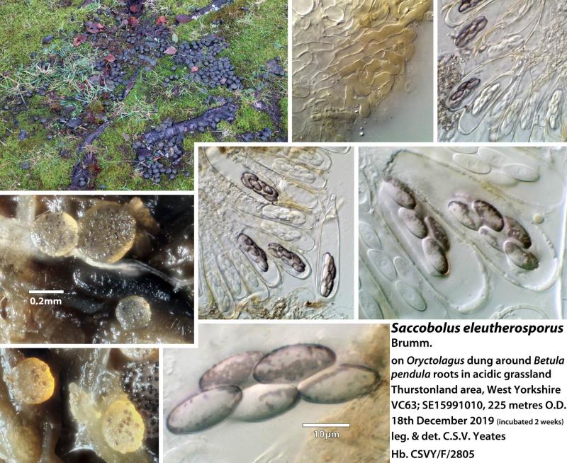 macrostoma