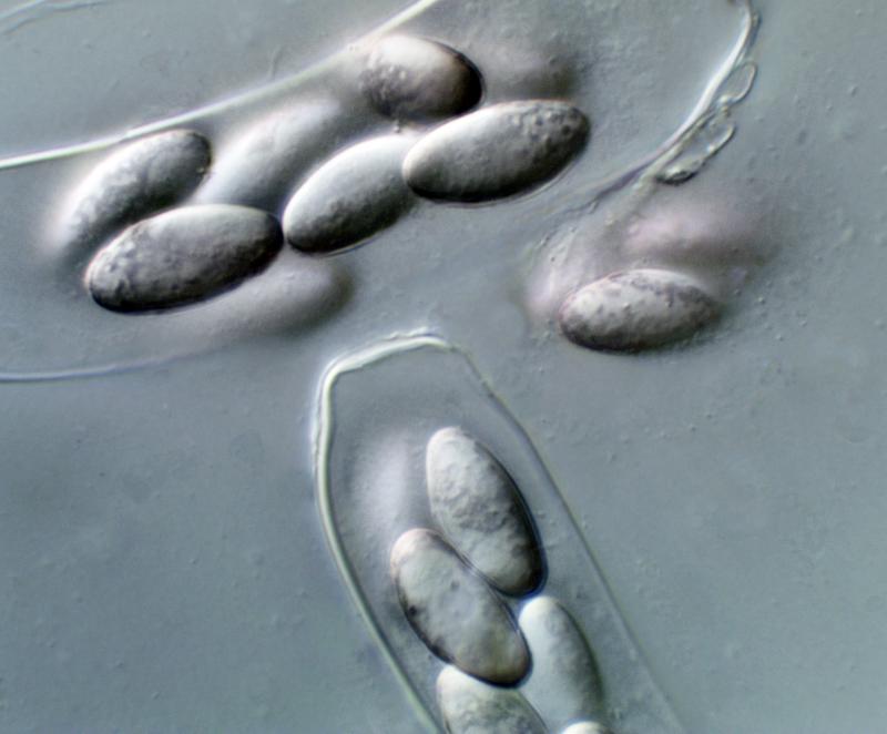 macrostoma