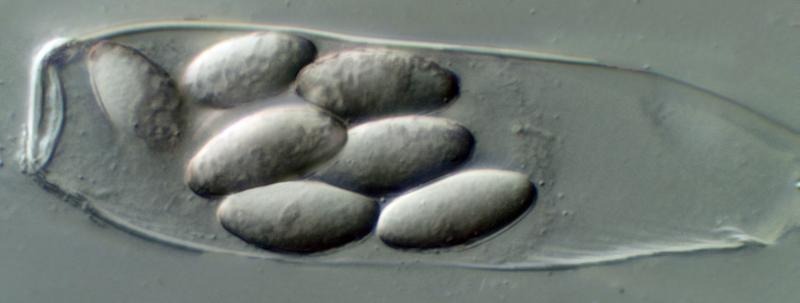 macrostoma