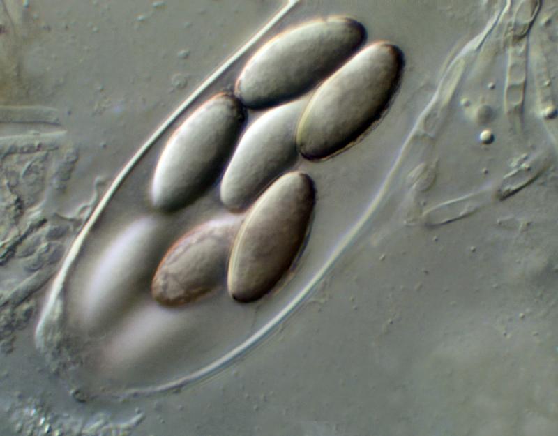 macrostoma
