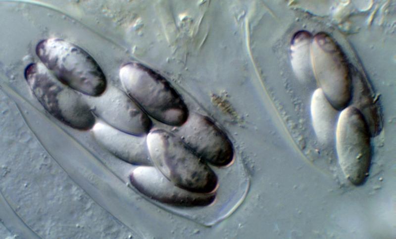 macrostoma
