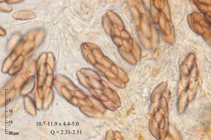 macrostoma