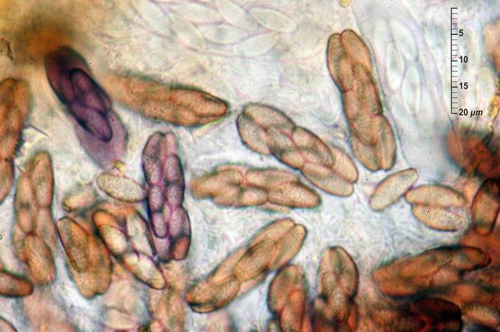 macrostoma