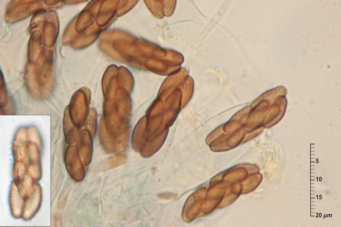 macrostoma