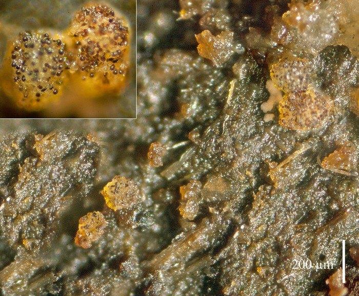 macrostoma