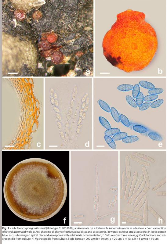 macrostoma