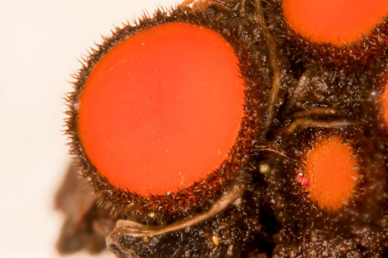 macrostoma