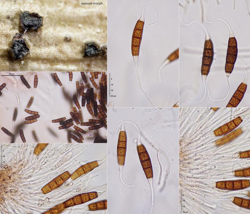 macrostoma