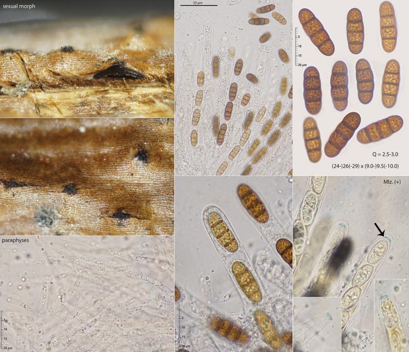 macrostoma