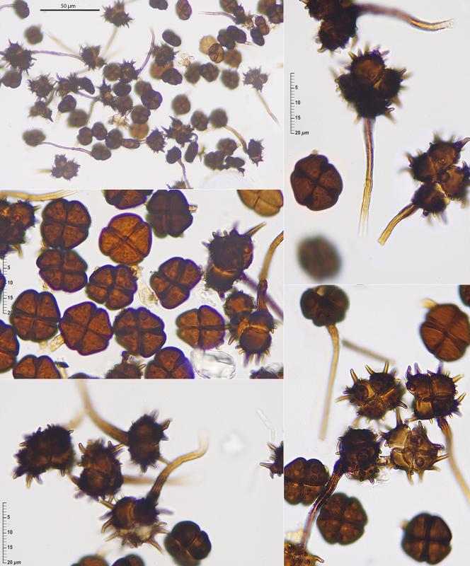 macrostoma