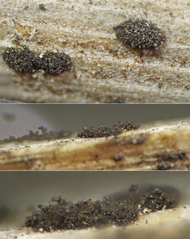 macrostoma