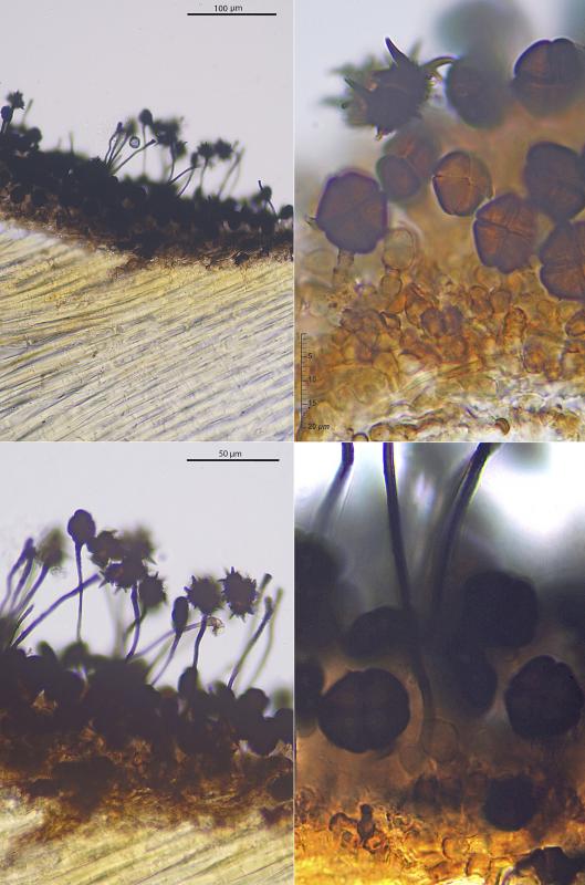 macrostoma