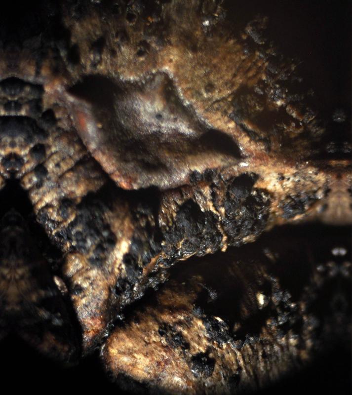 macrostoma