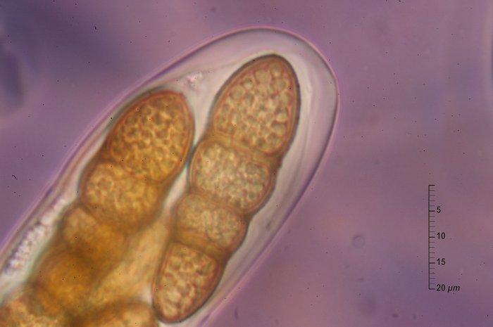 macrostoma