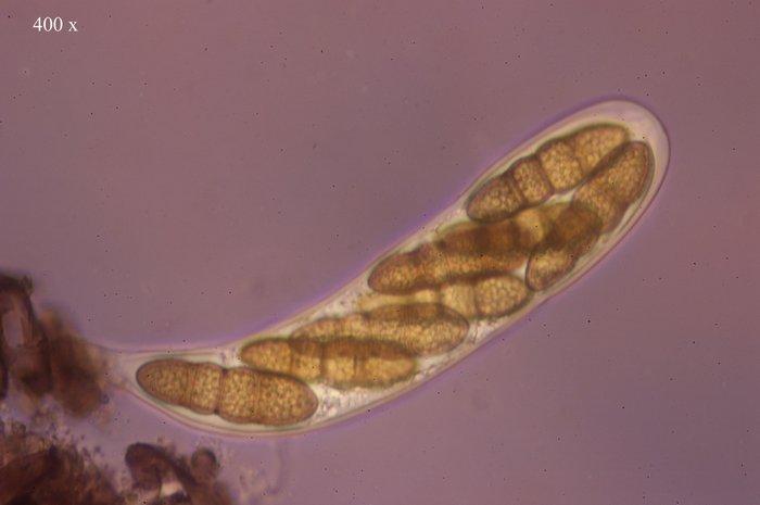 macrostoma