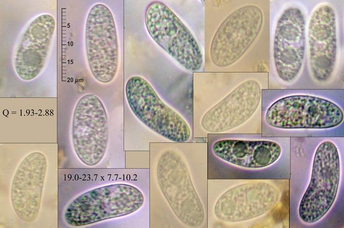 macrostoma