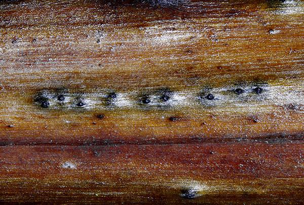 macrostoma