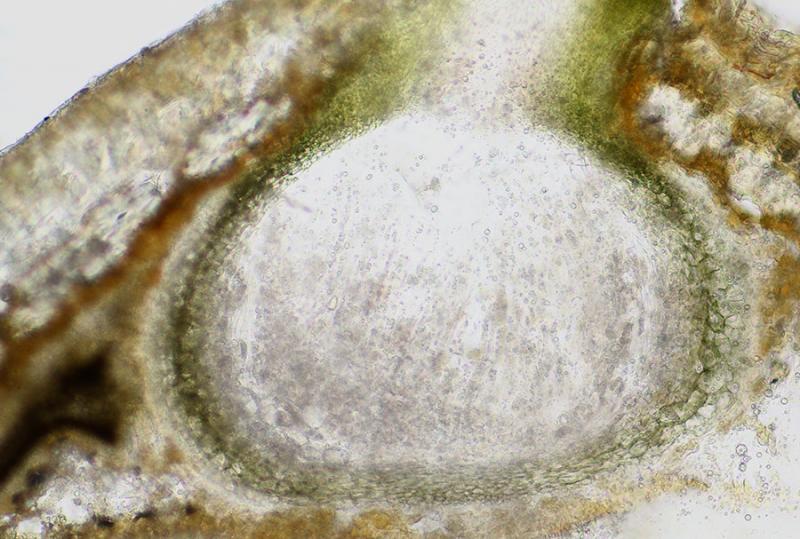 macrostoma