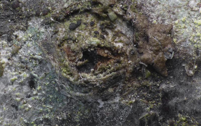 macrostoma