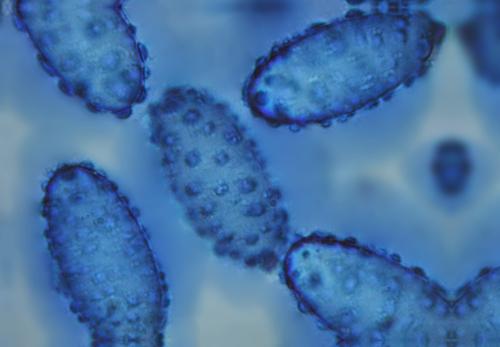macrostoma