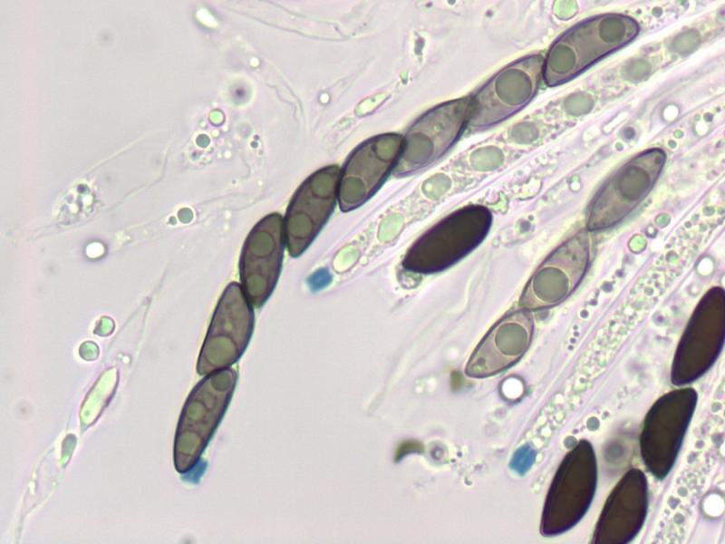 macrostoma