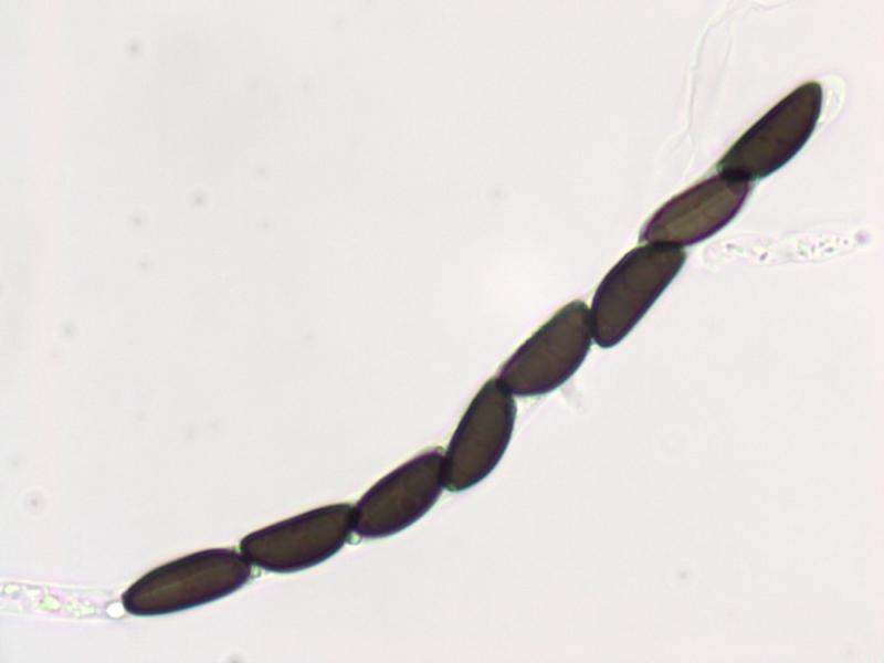 macrostoma