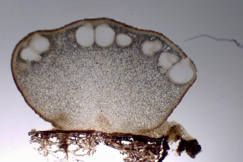 macrostoma